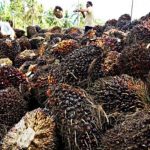 Kebijakan DMO dan PMO Kelapa Sawit Banyak Disalahartikan