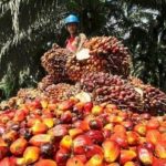 Harga Referensi CPO Periode Maret 2022 Naik