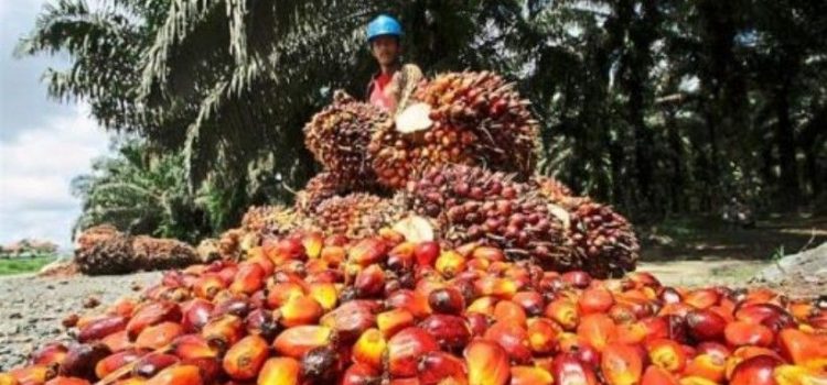 Harga Referensi CPO Periode Maret 2022 Naik