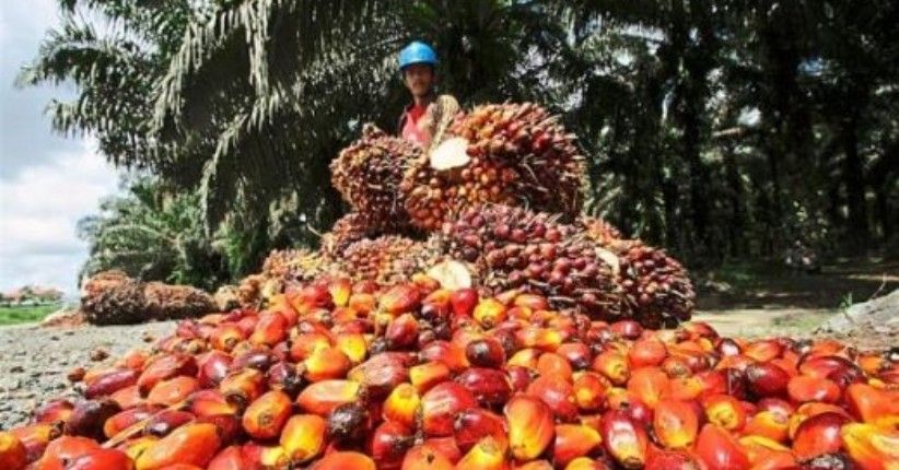 Harga Referensi CPO Periode Maret 2022 Naik