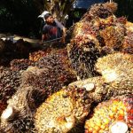 Pasokan Langka, HPE CPO Periode April 2022 Naik