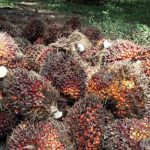 Tingkatkan Kapasitas Produksi, CSRA Bangun Pabrik Pengolahan Sawit