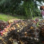 Pasar Global Kehilangan Pasokan CPO RI