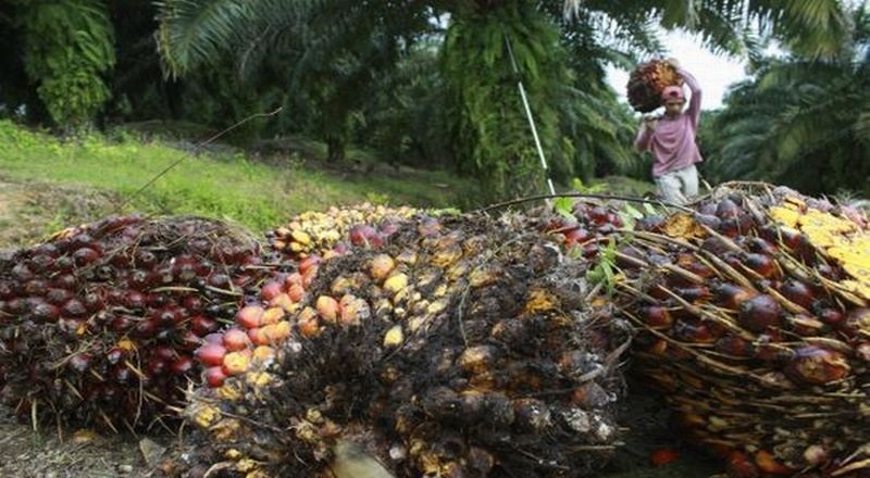 Pasar Global Kehilangan Pasokan CPO RI