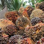 Larangan Ekspor CPO Kebijakan Salah, Ini Faktanya