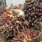 Protes Kebijakan Pemerintah, Petani Sawit Turun ke Jalan