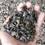 DSE Pasok Cangkang Sawit Untuk Pembangkit Listrik Jepang