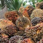 BPDPKS Gencar Promosikan Kelapa Sawit Indonesia