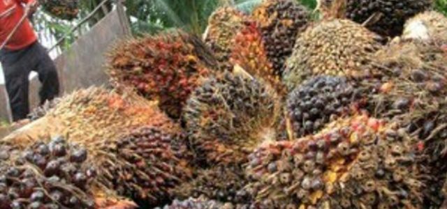 BPDPKS Gencar Promosikan Kelapa Sawit Indonesia