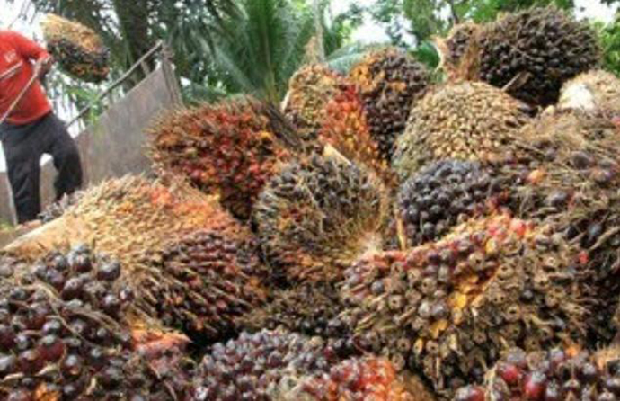 BPDPKS Gencar Promosikan Kelapa Sawit Indonesia