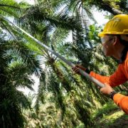 KPPU Jatuhkan Denda Perusahaan Sawit (PT BGA) Senilai Rp3 Miliar