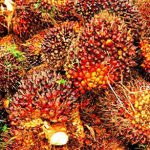 Harga Referensi Dan Pungutan Ekspor Hingga Akhir Tahun Turun