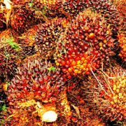 TBS Sawit Terkoreksi, Ini Usulan DPD