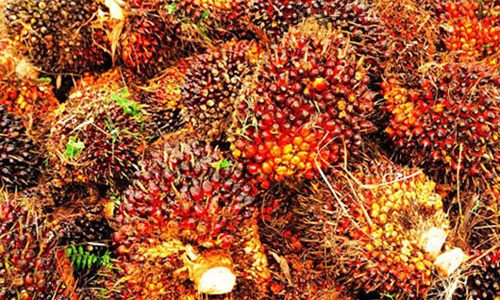 TBS Sawit Terkoreksi, Ini Usulan DPD