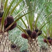 Harga TBS Sawit Anjlok, Mendag Prihatin
