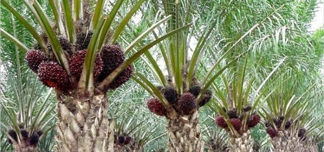 Harga TBS Sawit Anjlok, Mendag Prihatin