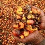 Jokowi Perintahkan Audit Tata Kelola Industri Sawit