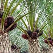 Ini Dia Kata Pengusaha Kenapa Sawit di Petani Rendah Harganya