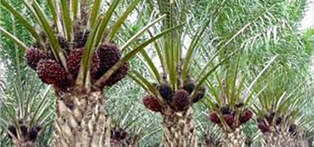 Ini Dia Kata Pengusaha Kenapa Sawit di Petani Rendah Harganya
