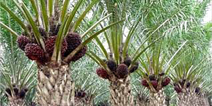 Ini Dia Kata Pengusaha Kenapa Sawit di Petani Rendah Harganya