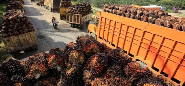 Kemendag Tetapkan HPE Produk CPO Periode Juli 2022 Turun