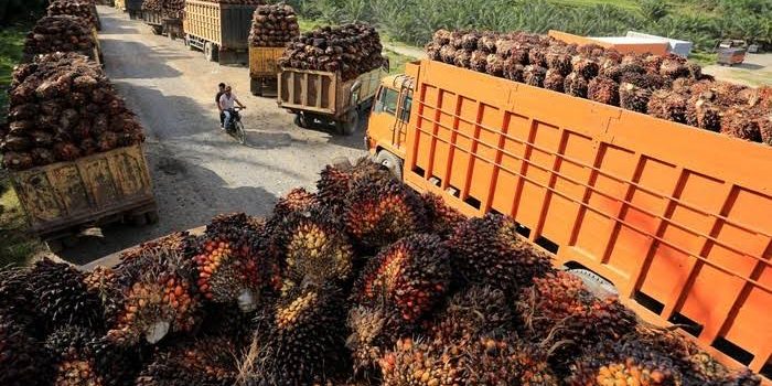 Kemendag Tetapkan HPE Produk CPO Periode Juli 2022 Turun