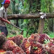 BPDPKS Siap Dukung Kemajuan Industri Kelapa Sawit Indonesia