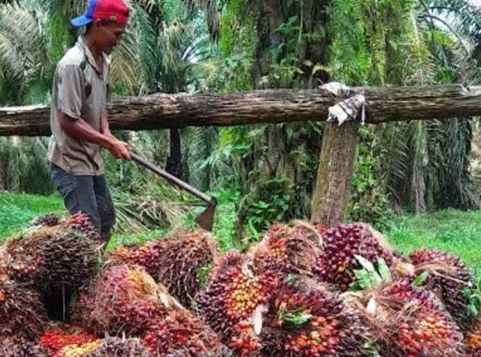 BPDPKS Siap Dukung Kemajuan Industri Kelapa Sawit Indonesia