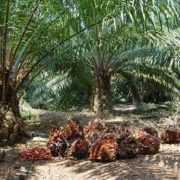 Balittri Berhasil Kembangkan Bahan Bakar Nabati Kelapa Sawit Jadi B100