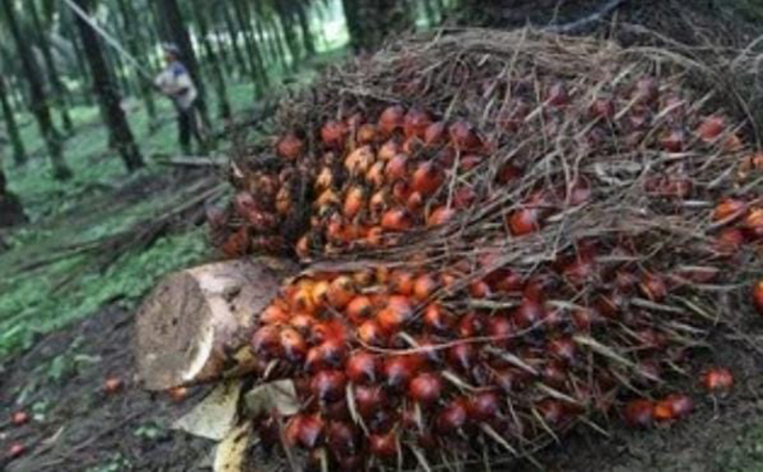 Harga CPO Satu - Satunya Yang Menguat Dalam Sepekan