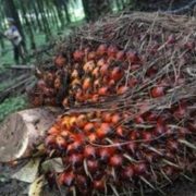 Indonesia Pasok Cangkang Sawit ke Jepang Senilai USD138,2 Juta