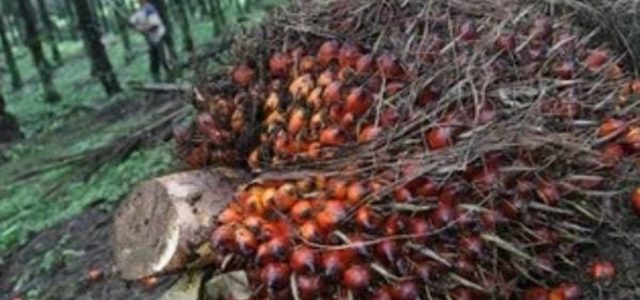 Indonesia Pasok Cangkang Sawit ke Jepang Senilai USD138,2 Juta