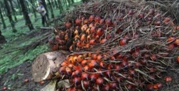 Indonesia Pasok Cangkang Sawit ke Jepang Senilai USD138,2 Juta