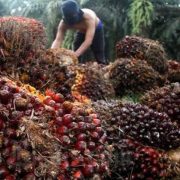 Citra Borneo Gunakan Dana IPO Untuk Tingkatkan Pengolahan Kelapa Sawit