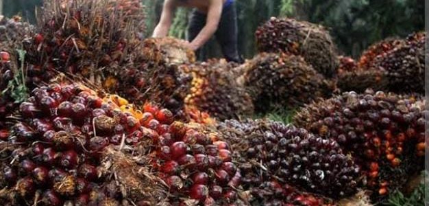 ANJ Targetkan Kenaikan 10% Produksi CPO Di Tahun Depan