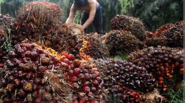 ANJ Targetkan Kenaikan 10% Produksi CPO Di Tahun Depan