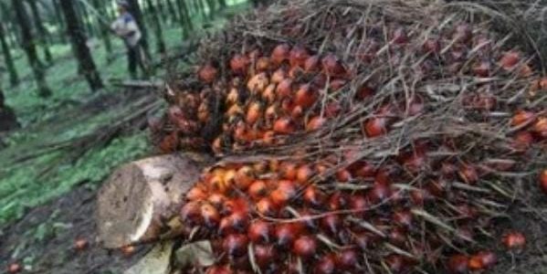 HPE Produk CPO Periode Ini USD824,32 Per MT