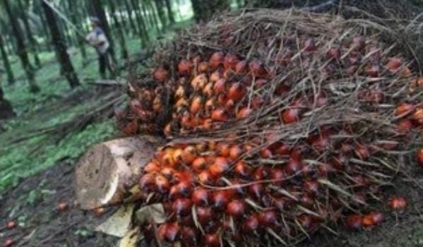 HPE Produk CPO Periode Ini USD824,32 Per MT