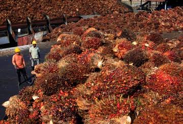 Kabar Baik! Bea Keluar Produk CPO Periode Awal Januari 2023 Turun