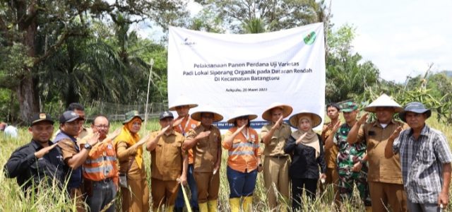 Sukses Kembangkan Benih Lokal Siporang, Petani Binaan PTAR Panen Perdana