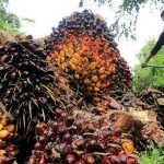 Dipicu Kebijakan B30, Harga Referensi CPO Periode Ini Naik