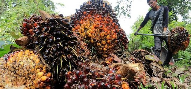 Dipicu Kebijakan B30, Harga Referensi CPO Periode Ini Naik