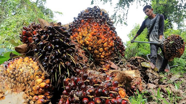Dipicu Kebijakan B30, Harga Referensi CPO Periode Ini Naik