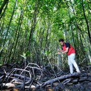 Wahh Keren Nihh PHR Gencar Jalankan Program Konservasi Hutan Mangrove Di Riau