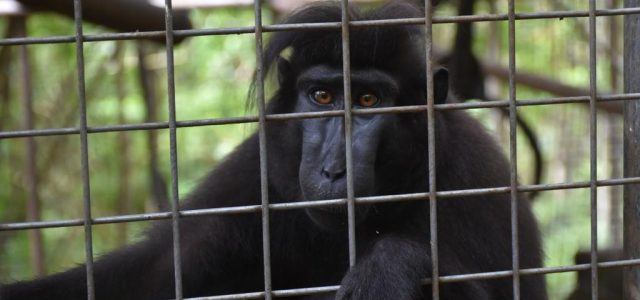 Dukung Kelestarian Hayati, PGE Lakukan Konservasi Monyet Hitam