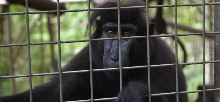 Dukung Kelestarian Hayati, PGE Lakukan Konservasi Monyet Hitam