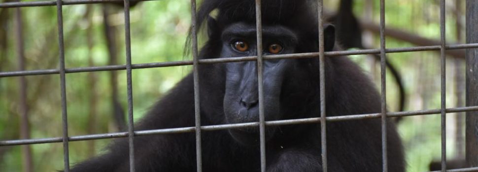 Dukung Kelestarian Hayati, PGE Lakukan Konservasi Monyet Hitam