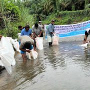 Konservasi Sungai Garoga dan Aek Ngadol, PTAG Perluas Lubuk Larangan Sepanjang 8 Kilometer