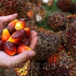 Kembangkan Biodiesel, Perusahaan Ini Bakal Lakukan Merger