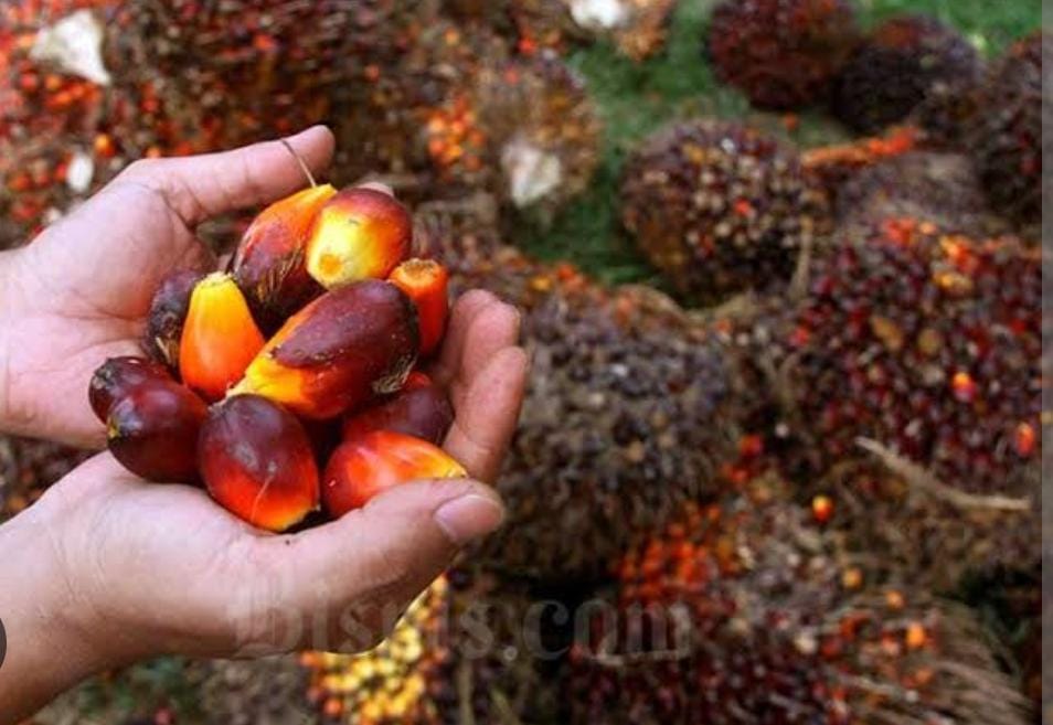 Kembangkan Biodiesel, Perusahaan Ini Bakal Lakukan Merger
